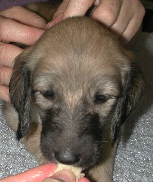 BlkMsk SilverGirlHead5wks.jpg - 31.49 K